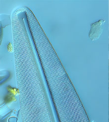 Iowa Microscopic Vaults of History:  Celebrating 60 Years of Diatoms at Iowa Lakeside Laboratory