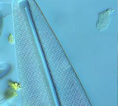 Iowa Microscopic Vaults of History:  Celebrating 60 Years of Diatoms at Iowa Lakeside Laboratory